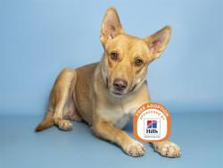 Shelter Stray Female Dog last seen Near BLOCK S LOVEKIN BLVD, BLYTHE CA, 5501 E Van Buren St, Phoenix, AZ 85008, USA