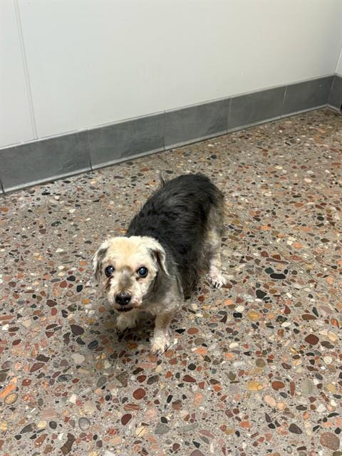 Shelter Stray Female Dog last seen 48TH ST & RAY RD, 5501 E Van Buren St, Phoenix, AZ 85008, USA