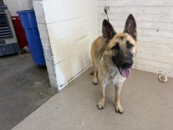 Shelter Stray Male Dog last seen MAGNOLIA AND GARNER, 333 Chandler Pl, San Bernardino, CA 92408, USA
