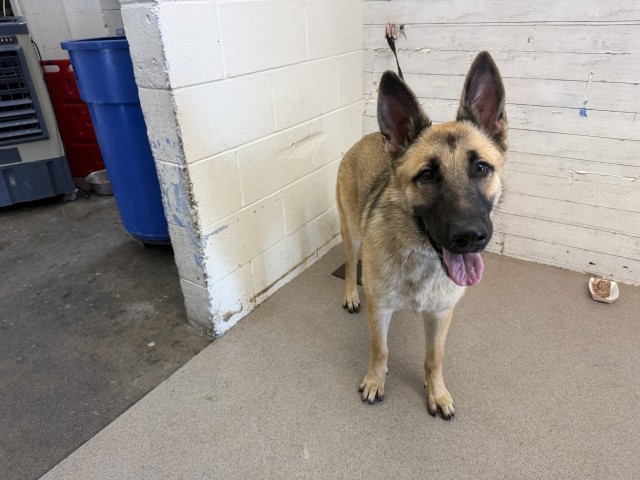 Shelter Stray Male Dog last seen MAGNOLIA AND GARNER, 333 Chandler Pl, San Bernardino, CA 92408, USA