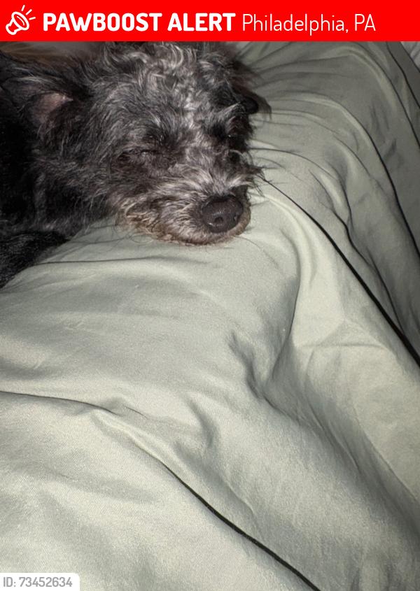 Lost Female Dog last seen woodland,elmwood and saybrook, Philadelphia, PA 19142