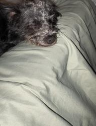 Lost Female Dog last seen woodland,elmwood and saybrook, Philadelphia, PA 19142