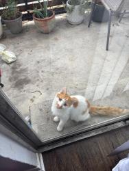 Found/Stray Unknown Cat last seen apmts, Arlington, TX 76010