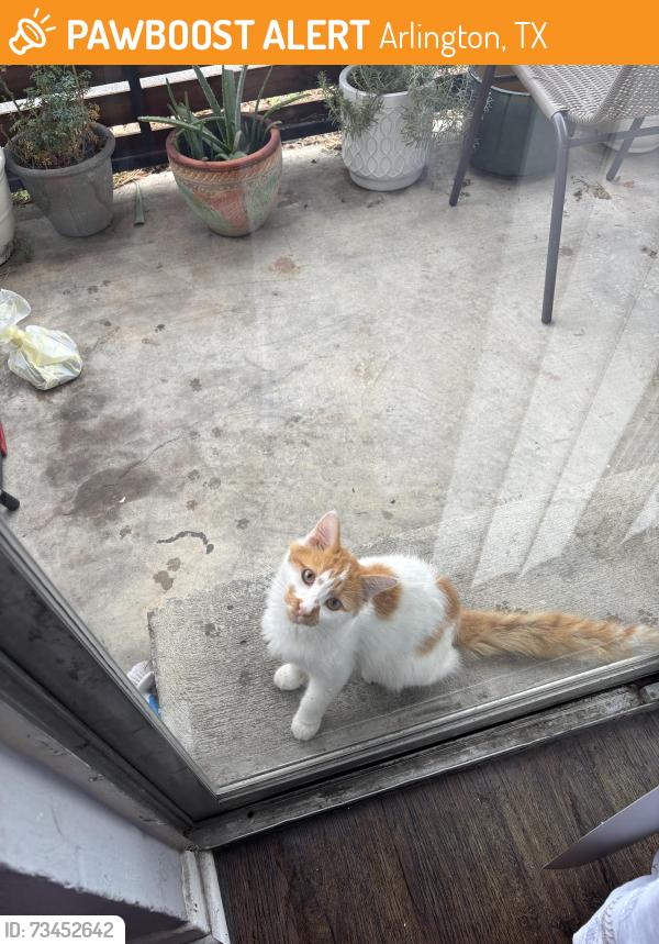 Found/Stray Unknown Cat last seen apmts, Arlington, TX 76010