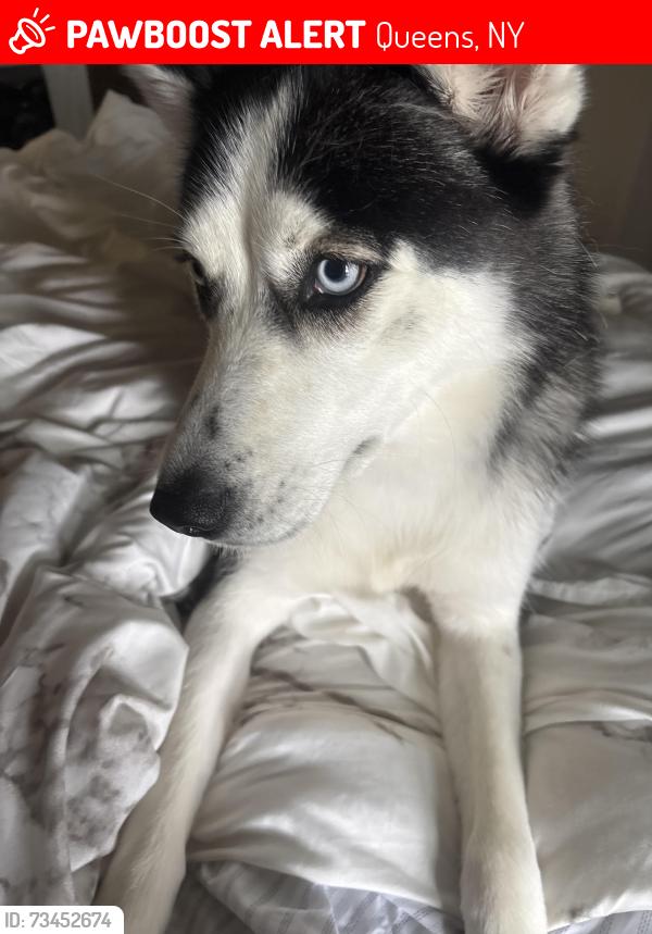 Lost Female Dog last seen near beach 56th street, Queens, NY 11692