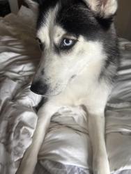 Lost Female Dog last seen near beach 56th street, Queens, NY 11692