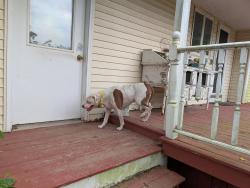 Reunited Unknown Dog last seen off of michigan avenue clinton mi, Hack Rd, MI 49236