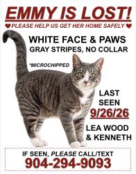 Lost Female Cat last seen Kenneth Lane, Charlotte, NC 28227