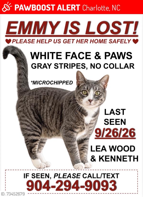 Lost Female Cat last seen Kenneth Lane, Charlotte, NC 28227