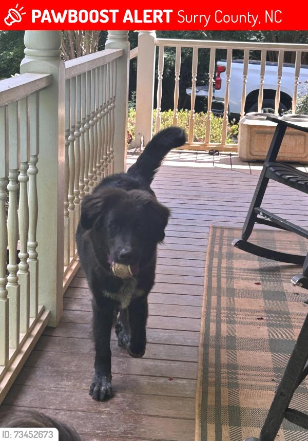 Lost Female Dog last seen South Main Street, Surry County, NC 27017