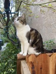 Lost Female Cat last seen Cedar Ave, Fresno, CA 93720
