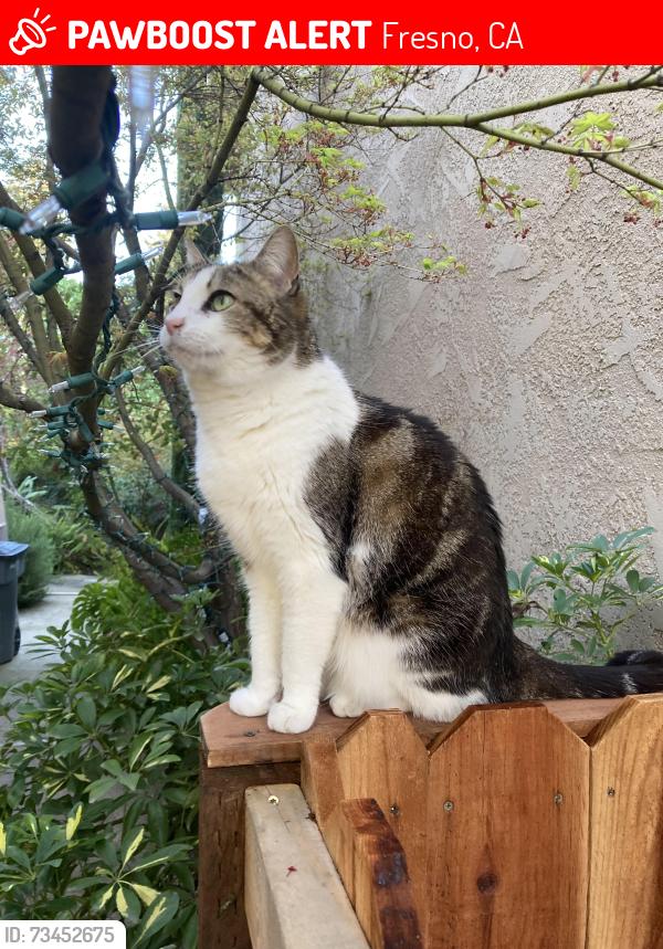 Lost Female Cat last seen Cedar Ave, Fresno, CA 93720