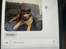 Lost Female Dog last seen Kansas street and Lee’s Summit road, Lee's Summit, MO 64063