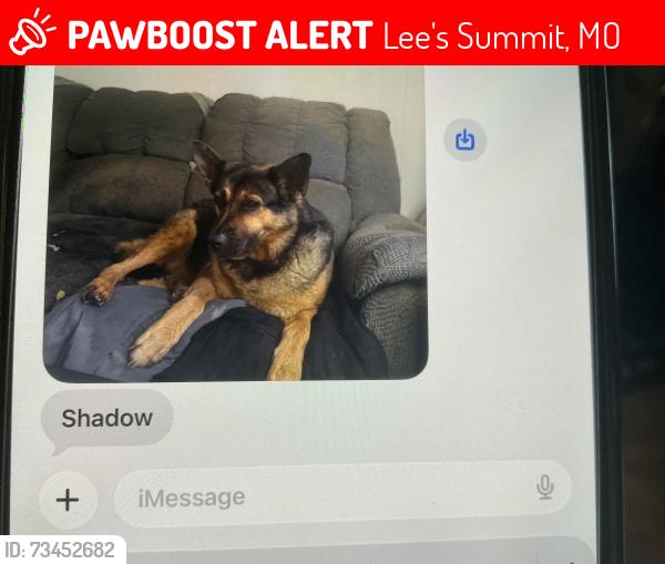 Lost Female Dog last seen Kansas street and Lee’s Summit road, Lee's Summit, MO 64063