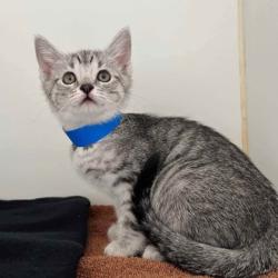 Shelter Stray Female Cat last seen , , CA, 1101 29th Ave, Oakland, CA 94601, USA