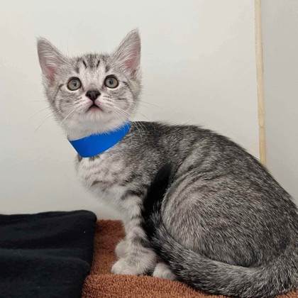 Shelter Stray Female Cat last seen , , CA, 1101 29th Ave, Oakland, CA 94601, USA