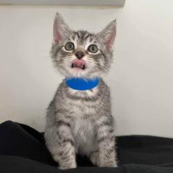 Shelter Stray Female Cat last seen , , CA, 1101 29th Ave, Oakland, CA 94601, USA