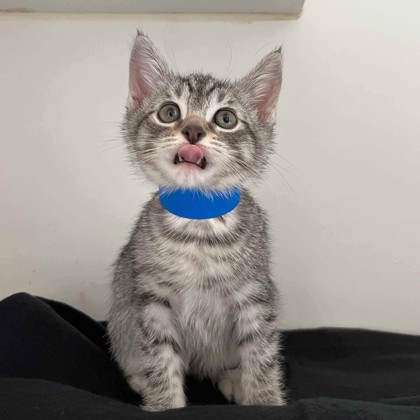Shelter Stray Female Cat last seen , , CA, 1101 29th Ave, Oakland, CA 94601, USA