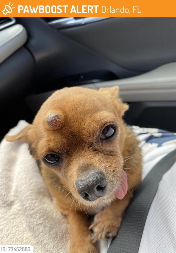 Found/Stray Male Dog last seen Jepson, crestridge court Orlando FL, Orlando, FL 32825