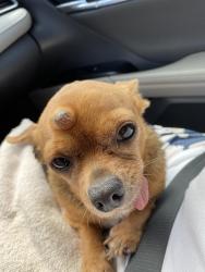 Found/Stray Male Dog last seen Jepson, crestridge court Orlando FL, Orlando, FL 32825