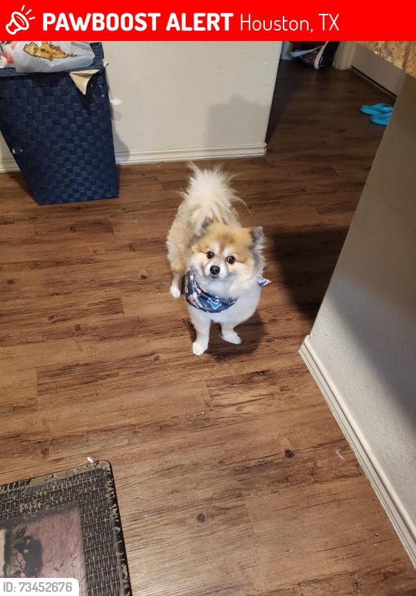 Lost Male Dog last seen Near and Ella blvd, Houston, TX 77090