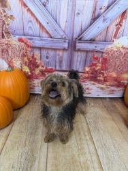 Shelter Stray Male Dog last seen Near S Young Blvd, Desoto, TX, 1150 E Pleasant Run Rd, Cedar Hill, TX 75104, USA
