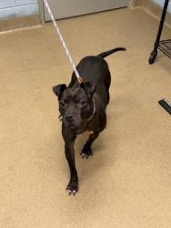 Shelter Stray Female Dog last seen Near Buford Hwy NE, Doraville, GA 30340, 30340, GA, 3280 Chamblee Dunwoody Rd, Chamblee, GA 30341, USA