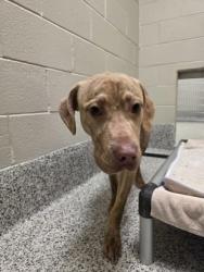 Shelter Stray Male Dog last seen Falls Church, VA, 22044, 3077 Patrick Henry Dr., Fairfax County, VA, 4500 West Ox Rd, Fairfax, VA 22030, USA