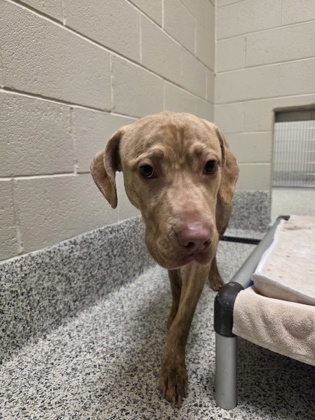 Shelter Stray Male Dog last seen Falls Church, VA, 22044, 3077 Patrick Henry Dr., Fairfax County, VA, 4500 West Ox Rd, Fairfax, VA 22030, USA