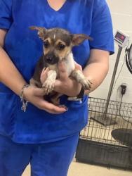 Shelter Stray Male Dog last seen , West District, TX, 355 Hillshire Dr, Haslet, TX 76052, USA