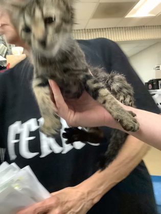 Shelter Stray Male Cat last seen Near martin st, East District, TX, 355 Hillshire Dr, Haslet, TX 76052, USA