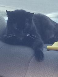 Lost Female Cat last seen Close to IHC Bountiful clinic, Bountiful, UT 84010