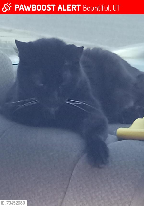 Lost Female Cat last seen Close to IHC Bountiful clinic, Bountiful, UT 84010
