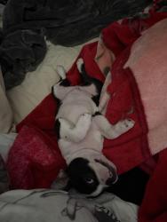Lost Male Dog last seen Lambert and mills Ave, Whittier, CA 90604
