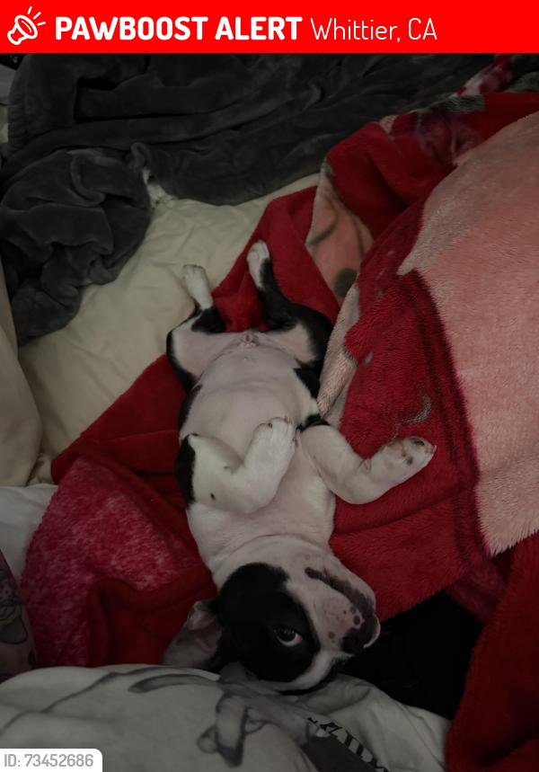 Lost Male Dog last seen Lambert and mills Ave, Whittier, CA 90604