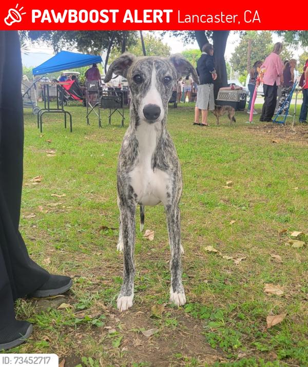 Lost Male Dog last seen Near 30th St W, Lancaster CA, Lancaster, CA 93536