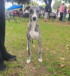 Lost Male Dog last seen Near 30th St W, Lancaster CA, Lancaster, CA 93536