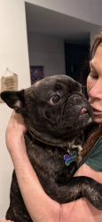 Lost Male Dog last seen Honeysuckle and candlewood, Dothan, AL 36305