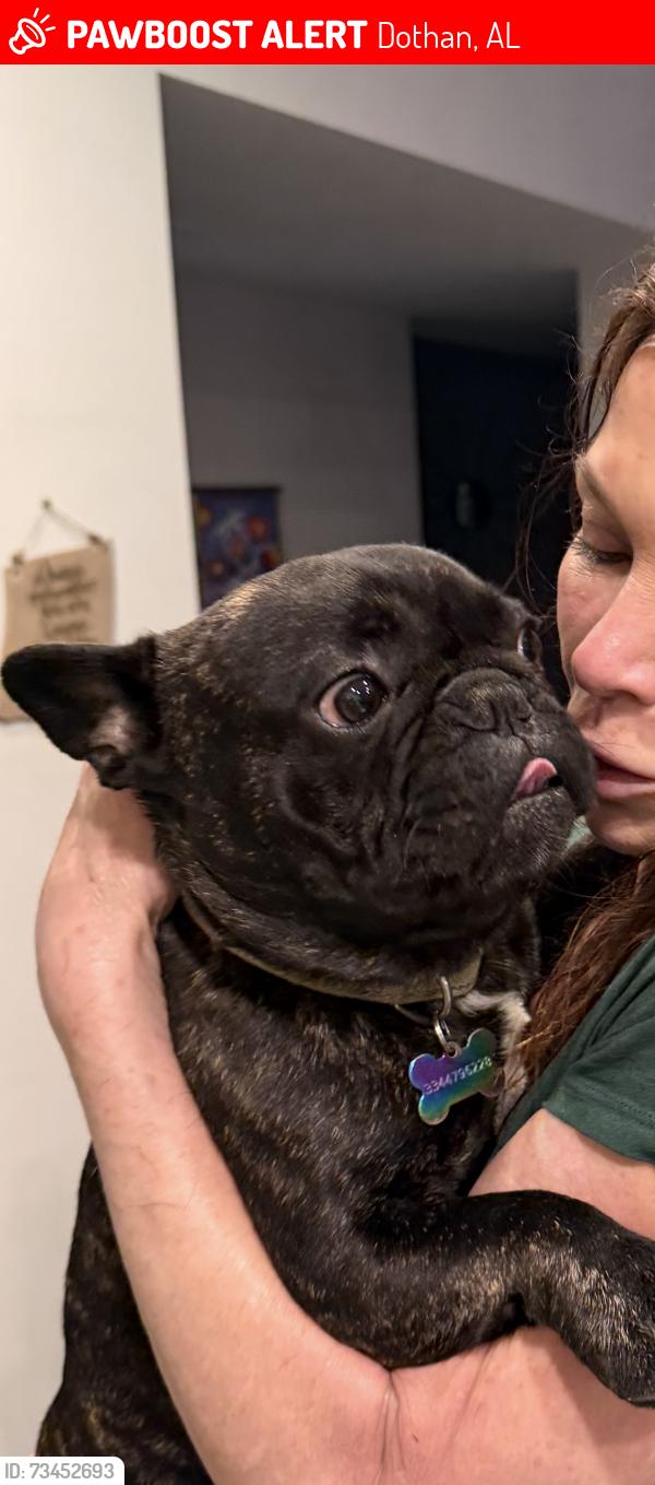 Lost Male Dog last seen Honeysuckle and candlewood, Dothan, AL 36305