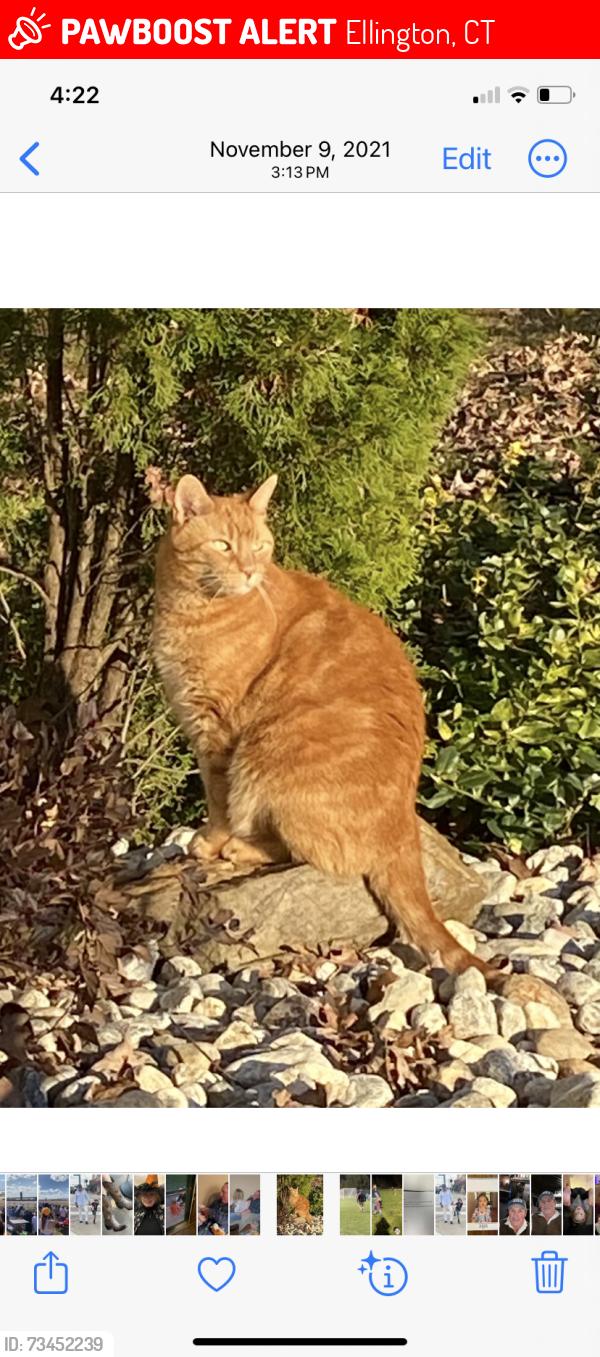 Lost Male Cat last seen Near pioneer drive, Ellington, CT 06029
