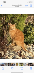 Lost Male Cat last seen Near pioneer drive, Ellington, CT 06029