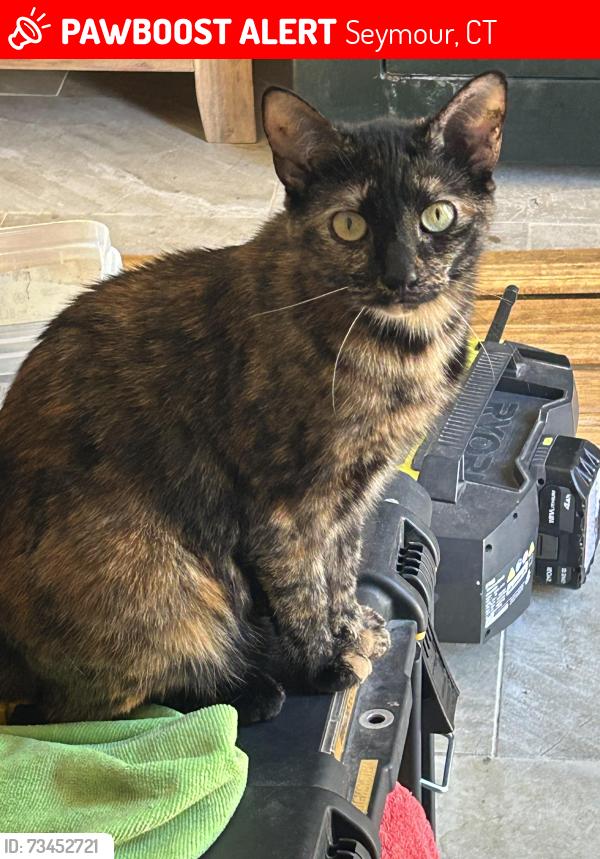 Lost Female Cat last seen Martha & George sts, Seymour, CT 06483