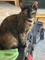Lost Female Cat last seen Martha & George sts, Seymour, CT 06483