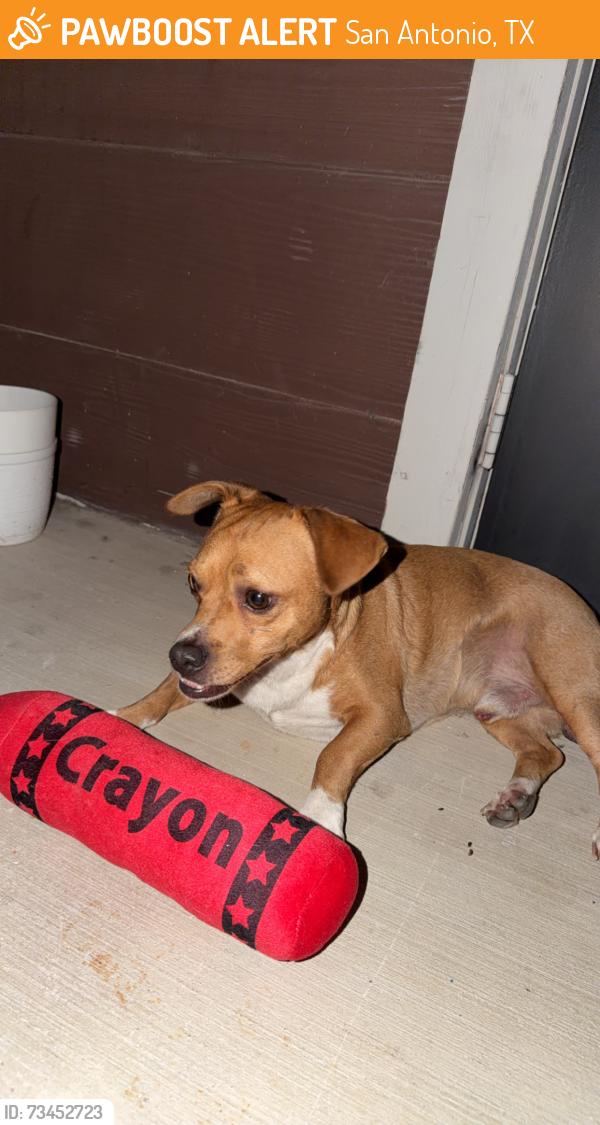 Found/Stray Male Dog last seen Anderson at brooks, San Antonio, TX 78235