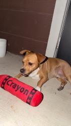 Found/Stray Male Dog last seen Anderson at brooks, San Antonio, TX 78235
