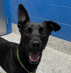 Shelter Stray Female Dog last seen Near W Lununhaus Dr Apt# 4, Lakewood, CO, 80401, 580 McIntyre St, Golden, CO 80401, USA