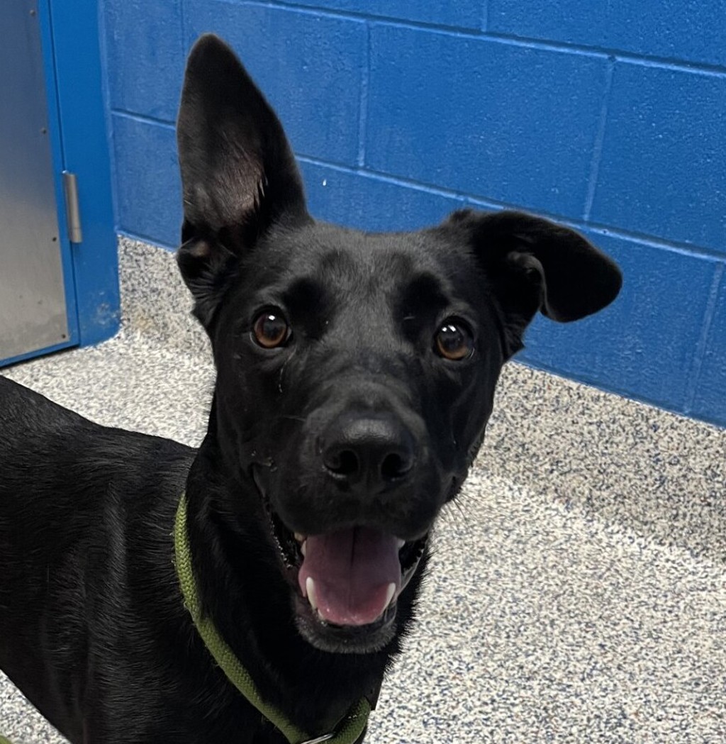 Shelter Stray Female Dog last seen Near W Lununhaus Dr Apt# 4, Lakewood, CO, 80401, 580 McIntyre St, Golden, CO 80401, USA
