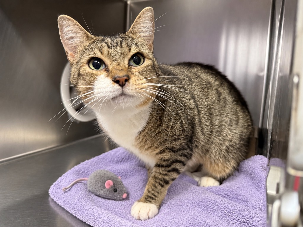 Shelter Stray Male Cat last seen Near Edson Avenue, BRONX, NY, 10465, 326 E 110th St, New York, NY 10029, USA