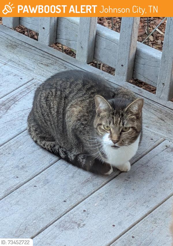 Found/Stray Unknown Cat last seen Robinhood Lane Johnson City TN, Johnson City, TN 37604