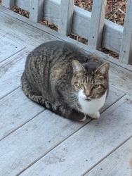 Found/Stray Unknown Cat last seen Robinhood Lane Johnson City TN, Johnson City, TN 37604